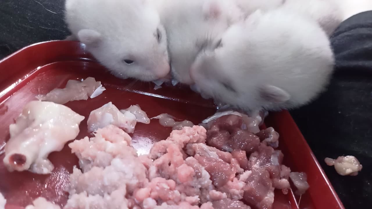 Baby ferrets eating Chicken