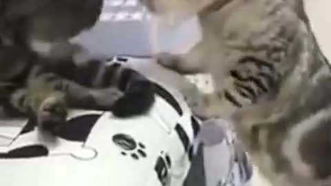 Hysterical Cat and Dog Video # You Won't Stop Laughing # #Shorts