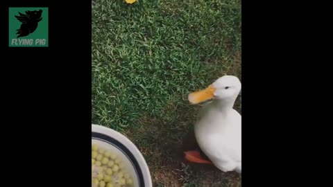 A Funny Duck Hahaha