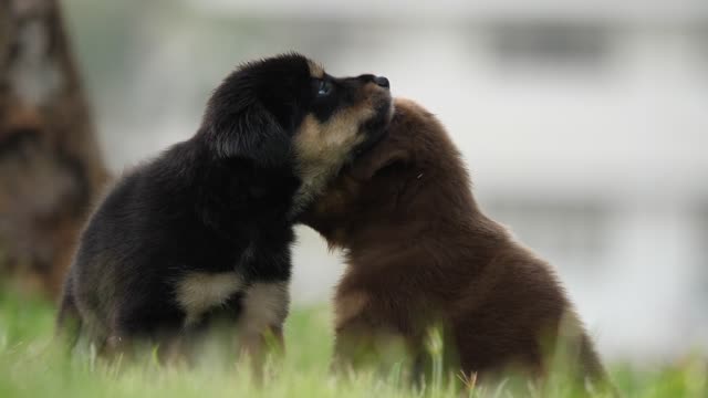 Puppies Playing In The Park 5