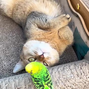 Hello my friend 🤣 Cat 🐈 playing with bird 🐦 Joy Funny Factory