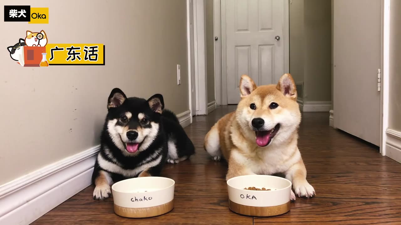 柴犬有多聰明?用4種語系溝通,狗狗能聽懂嗎?普通話、廣東話、上海話和英文