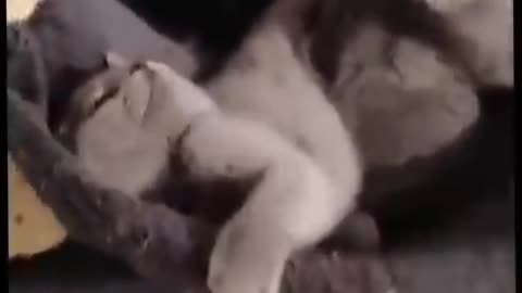 Best Funny Cat Videos