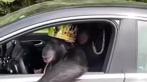 King chilling on the street