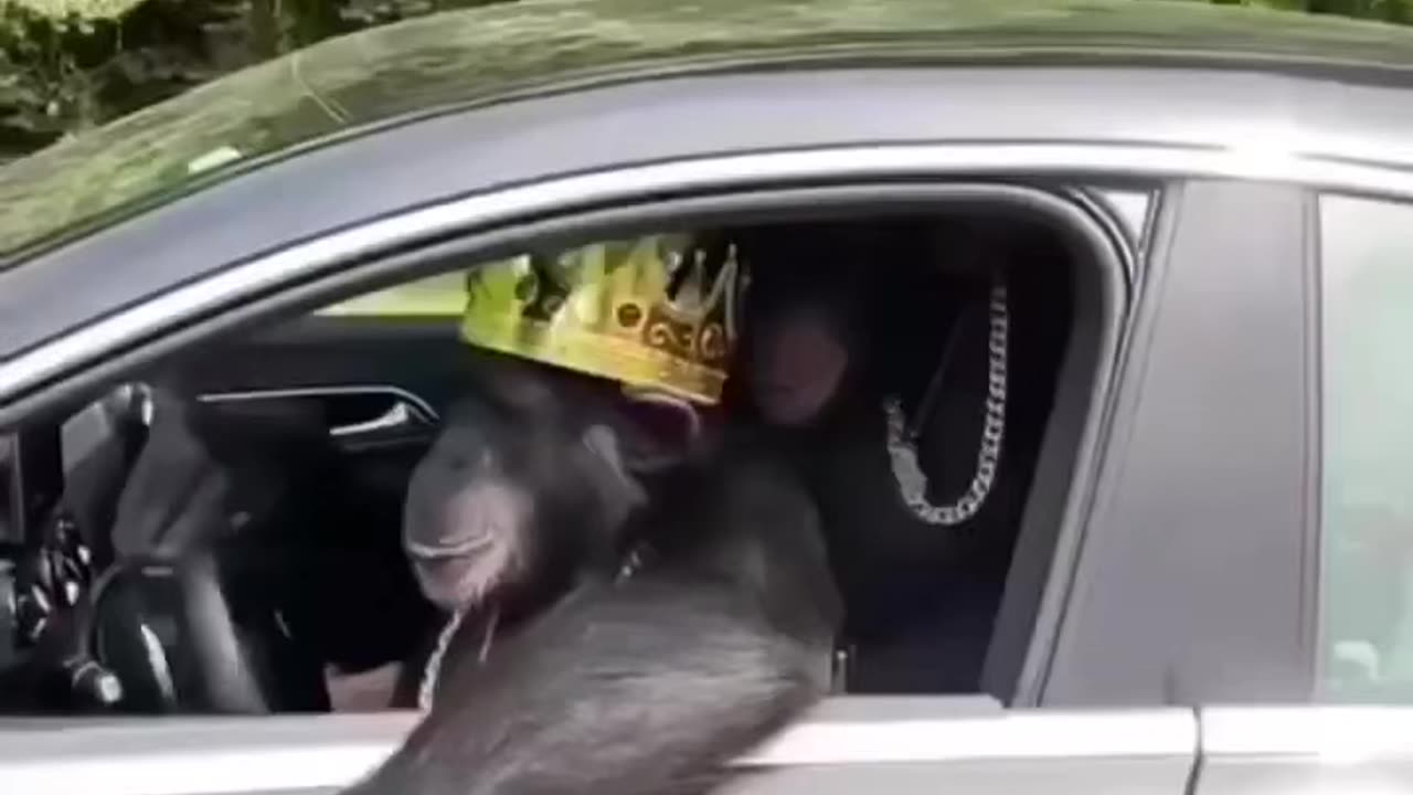 King chilling on the street