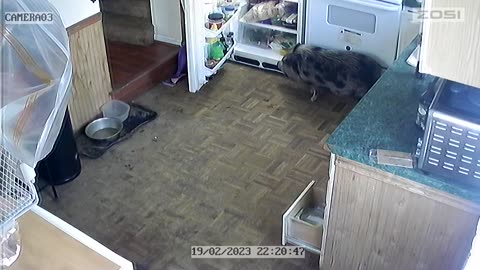 Melon the Felon Pig Tries Getting Food From Fridge