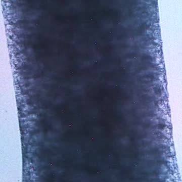 Heart Tissues Beat on the International Space Station