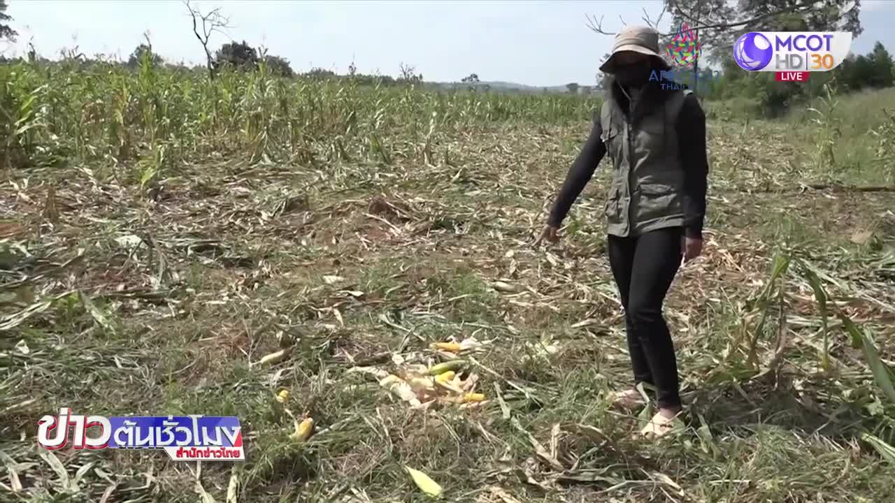 ช้างป่าโขลงใหญ่บุกไร่ข้าวโพด อ.วังน้ำเขียว