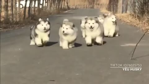 Bouncing Malamute Puppy Balls 3