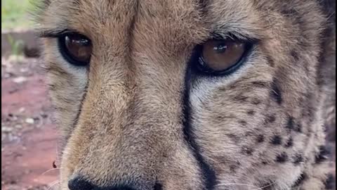 The leopard's eyes sparkled
