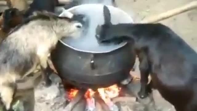 These are the real Goat 🤣🤣🤣🤣