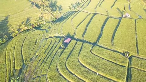 Indonesia | Bali | fields | Video HD