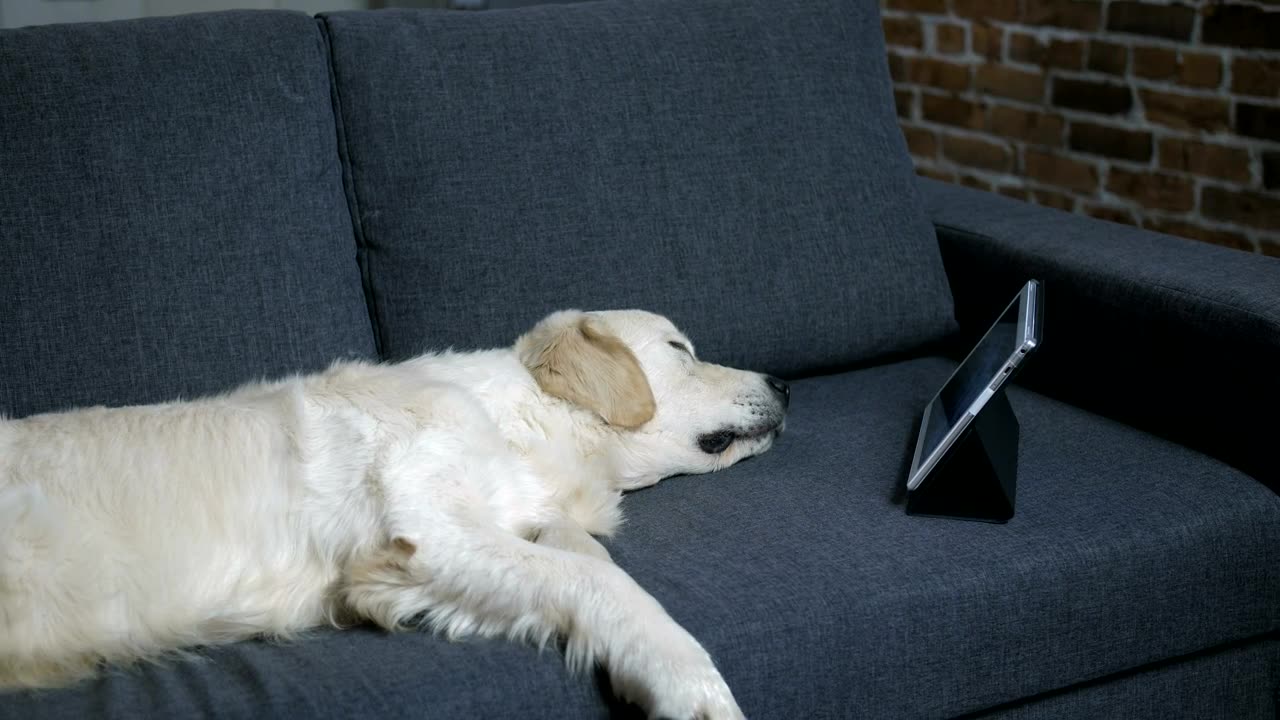 Smart Labrador is watching video on tablet