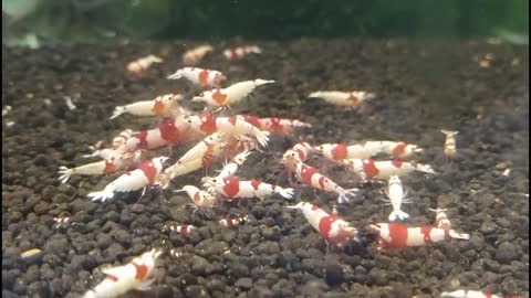 1st video for shrimps