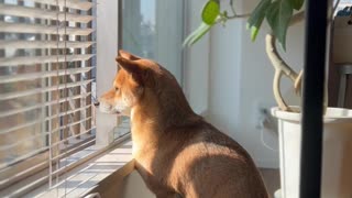 Shiba Inu Sings With Sirens