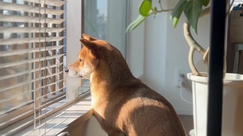 Shiba Inu Sings With Sirens