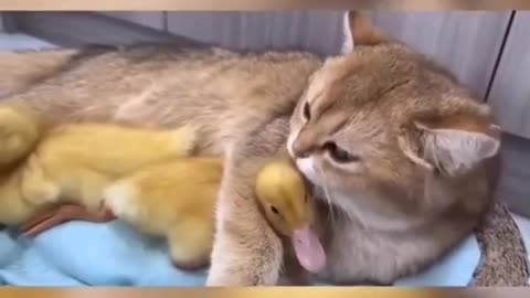 Funny cat videos