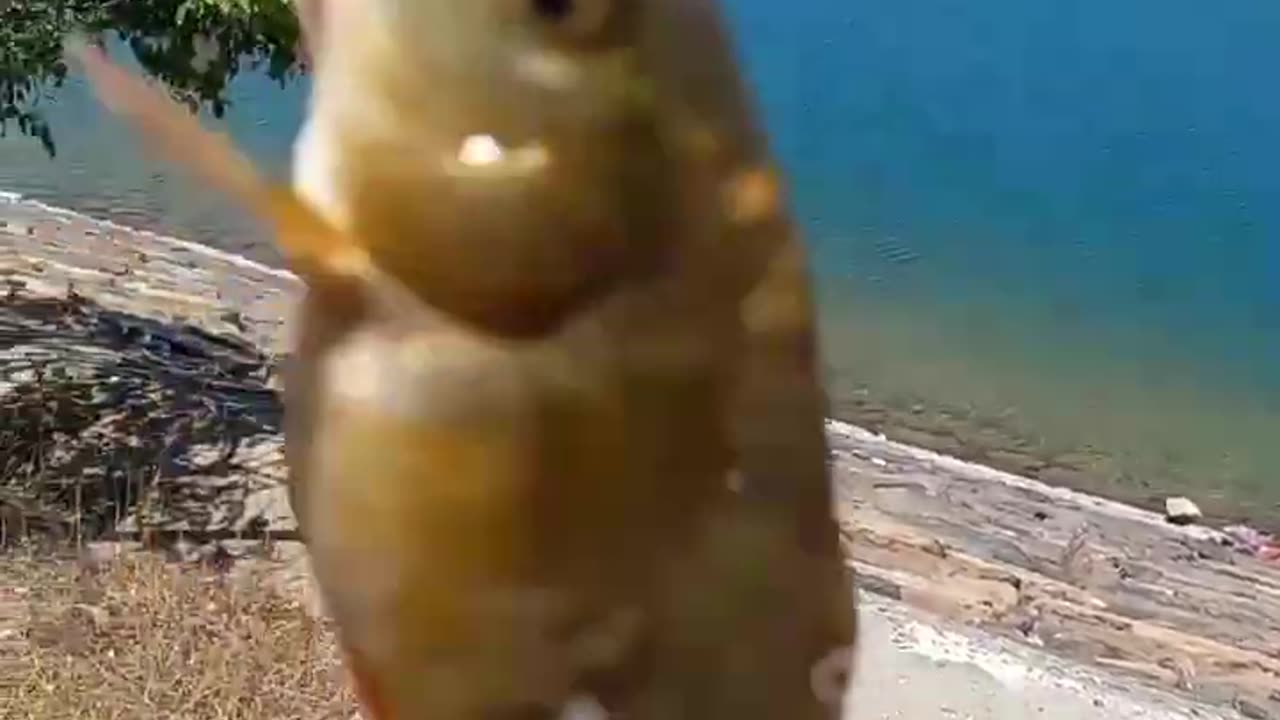 Anyone know the name of this fish