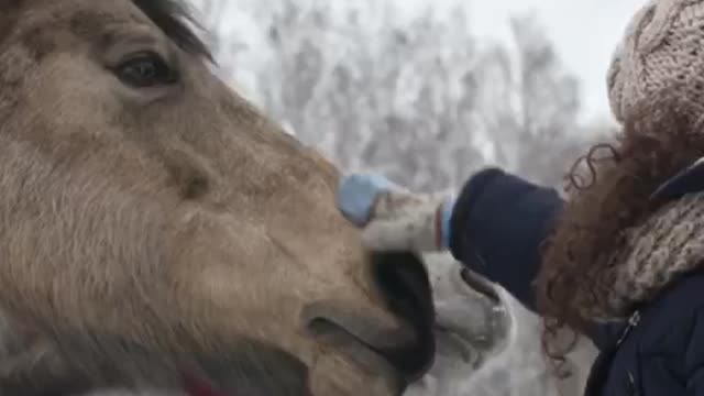 How two horses show their love to a beautiful girl❤️