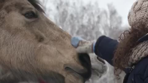 How two horses show their love to a beautiful girl❤️