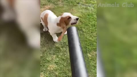 Best Funny Cats & Dogs Videos 2022 That Will Make You Laugh All Day Long 😂