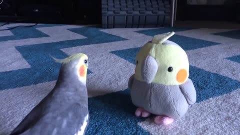 Cockatiel reacts to plush toy version of himself