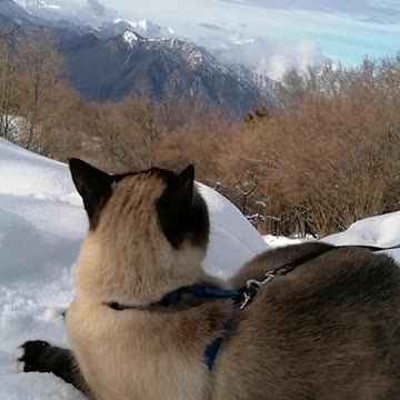 Hiking on the snow with a cat