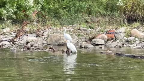 White Egret and Cormorants getting ready to leave for warmer weather