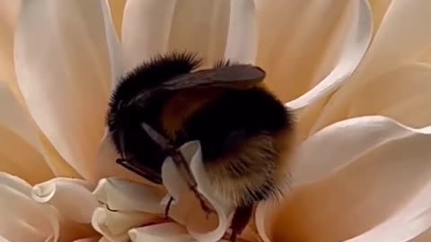 Bees generally can’t fly at night, they use the sun as a compass.