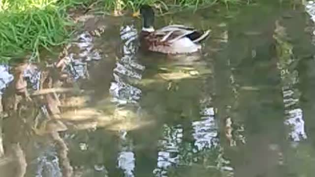 Wildlife created