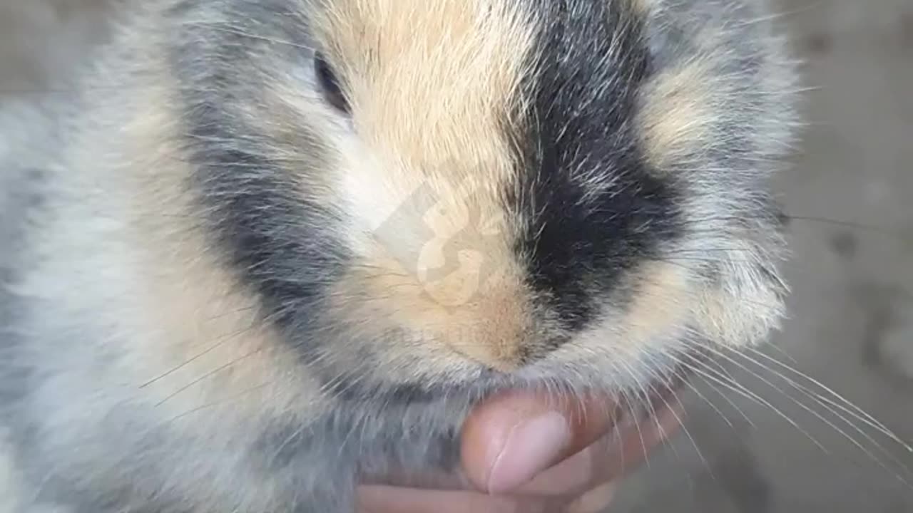 Holland Lop Bunny