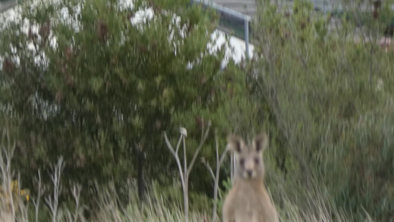 Kangaroos Melbourne Australia