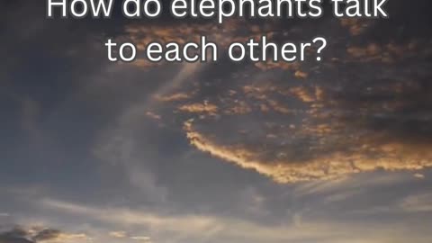 Elephant Fact 10 - How do elephants talk to each other?