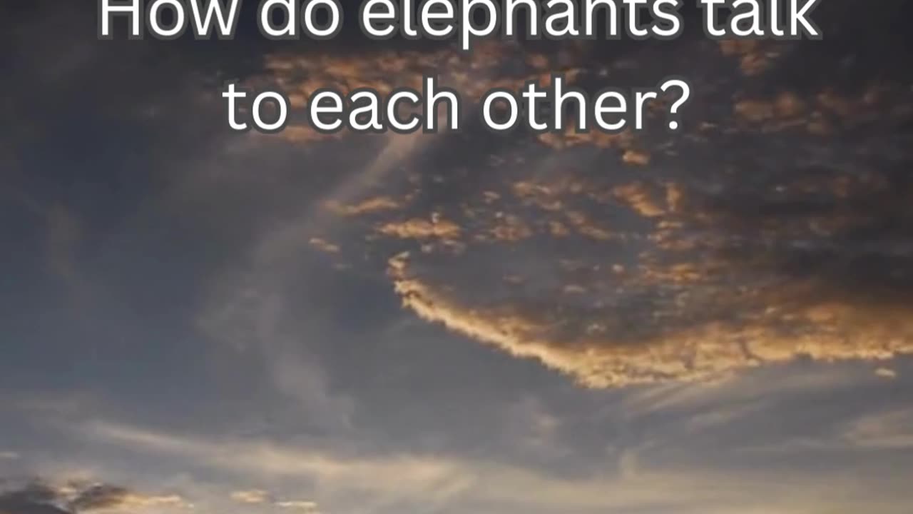 Elephant Fact 10 - How do elephants talk to each other?