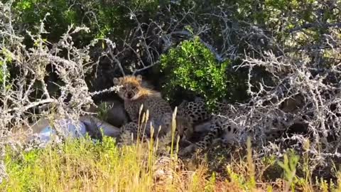 Female cheetah on the hunt