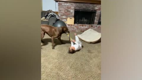 Cute babies playing with dogs and laughing