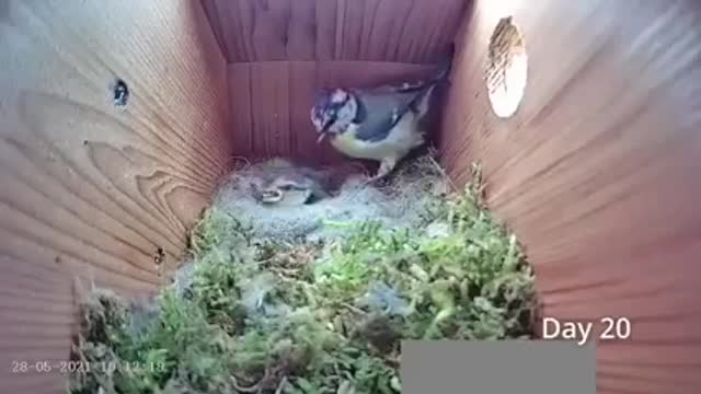 Hidden camera in a nest to follow the entire reproduction cycle, from nest construction to flight