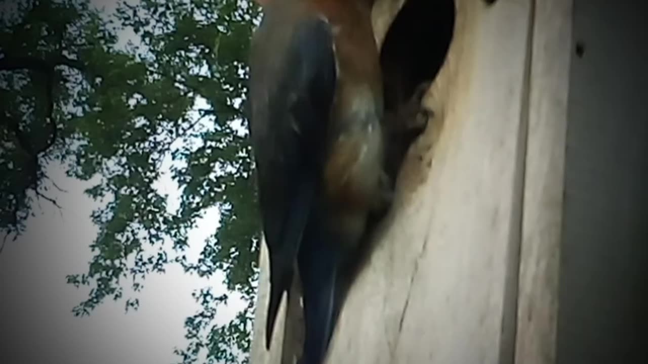 Female Eastern Bluebird Loud Babies