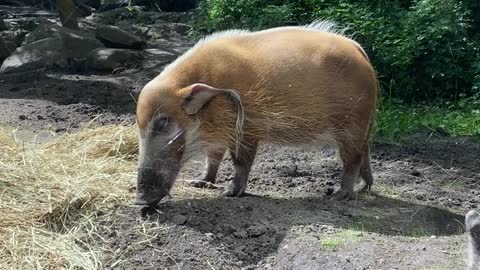 Funny animaux 2
