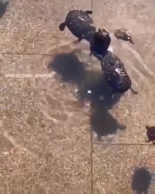 Turtle Heroes: Compassion in Clear Waters