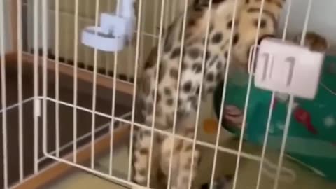 funny animals🤣 #funny_video #rumble #viral