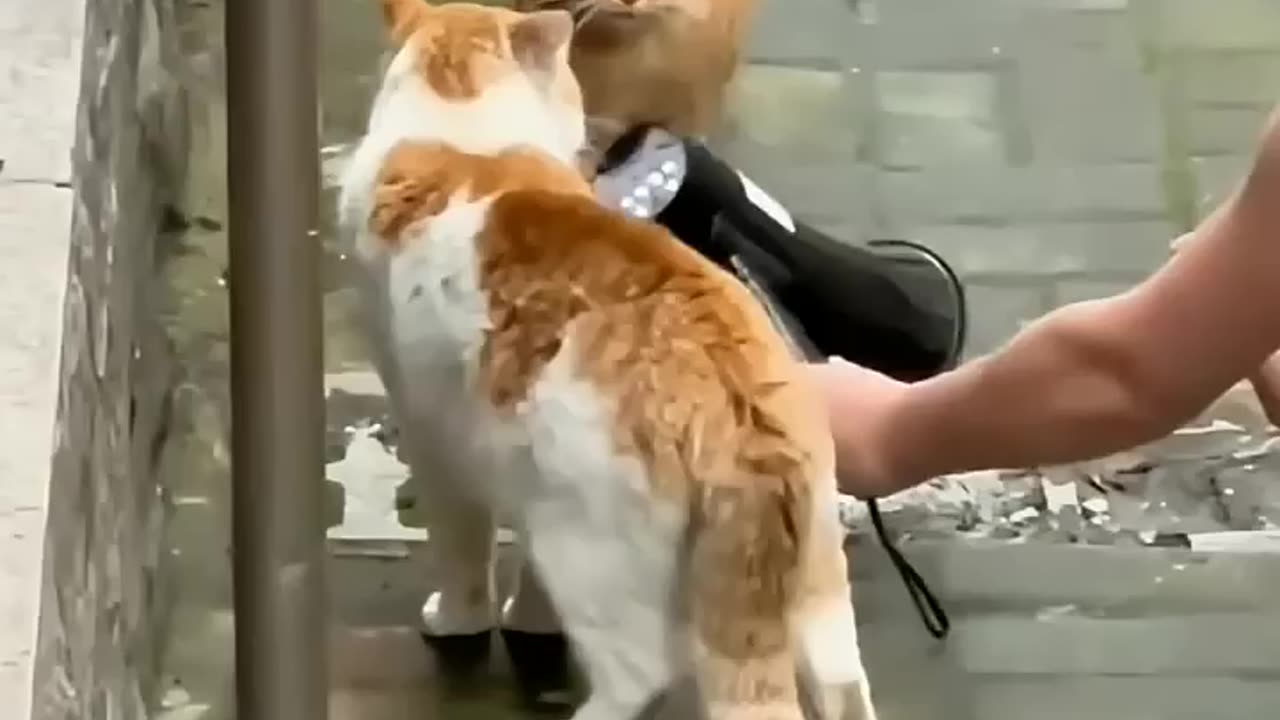Funny animals