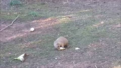 Prairie Doggies Eat Banana