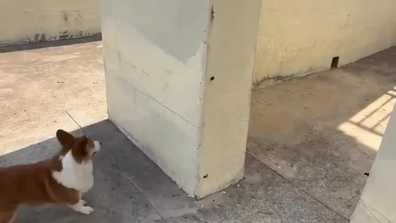 Funny dogs animals video 🤣🤣