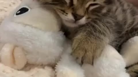 Little Cat Sleeping With a Pup