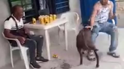 He give Alcohol to the Goat