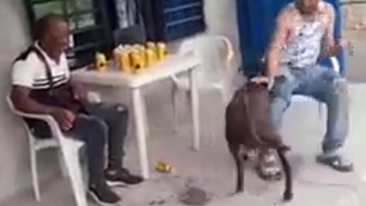 He give Alcohol to the Goat