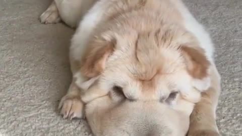 A cute dog is on the floor