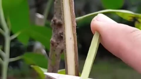 AMAZING GRAFTING TECHNIQUE