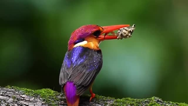 "Feathers in Harmony"